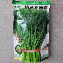 木茴香种子大扁桔茴香种子翠绿油亮四季采收