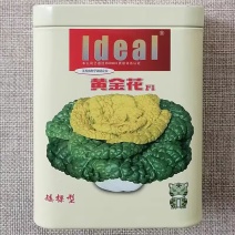 黄金花矮棵型半包心黄心乌塌菜种子耐寒