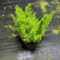绿化工程狐尾天门冬绿植盆栽
