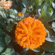 金盏菊、大金盏花、水涨菊、山金菊、金盏花
