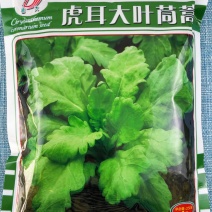 虎耳大叶茼蒿种子生长速度快耐热爽脆味香