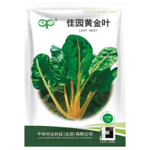 佳园黄金叶甜菜种子叶用甜菜种子牛皮菜种子叶柄黄色