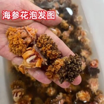 海参花海参花海参花海参花海参花批发