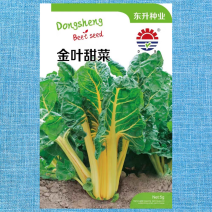 金叶甜菜种子叶用黄甜菜种子叶柄长耐热耐寒