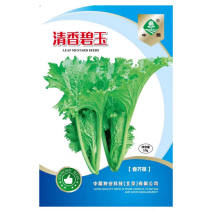 清香碧玉叶芥菜种子香芥菜种子饺子菜种子清香味浓郁