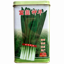 韭菜种子富韭神华耐寒抗病宽叶白根不休眠蔬菜基地