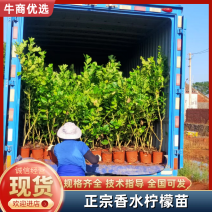 正宗香水柠檬苗现挖现发提供技术7个月可挂果品种纯正好存活