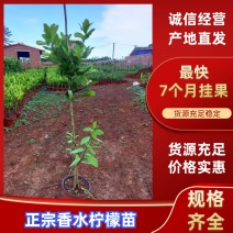 正宗广东香水柠檬苗8年老树现挖现发规格齐全提供技术