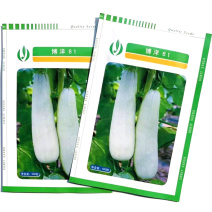 博洋61甜瓜种子羊角蜜甜瓜种子皮色灰白薄皮口感脆酥