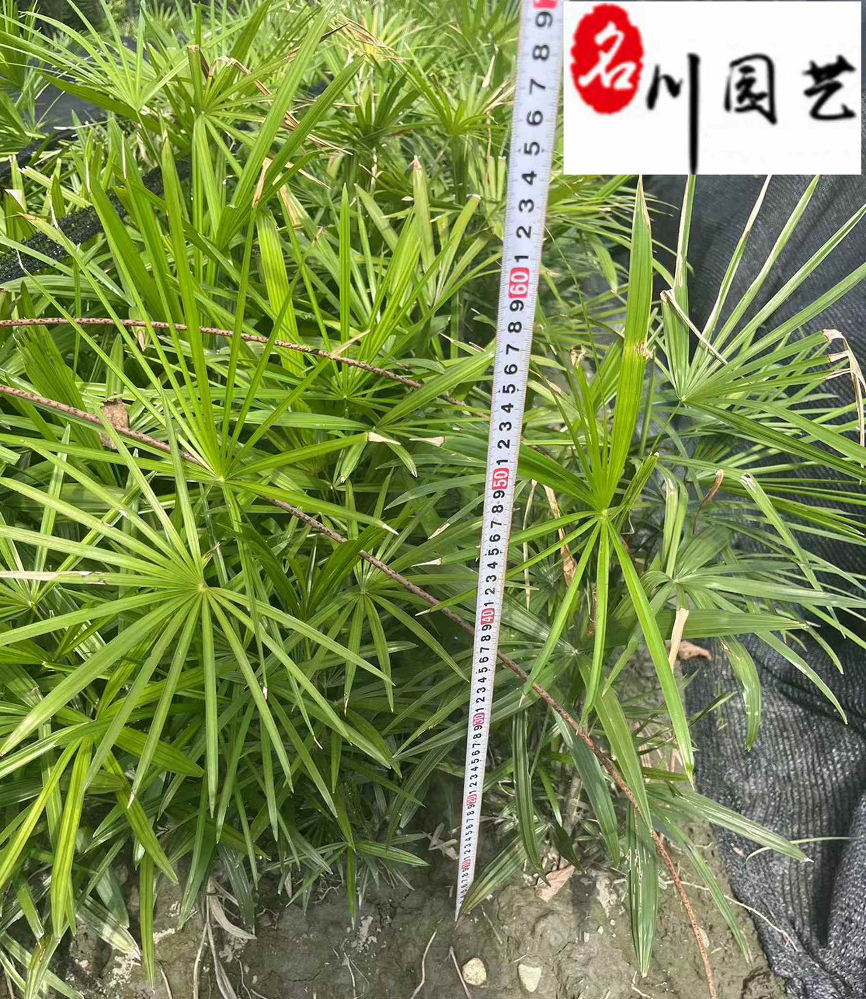 [细叶棕竹批发]四川成都郫都区棕竹 4.00元/个细叶棕竹批发 _ 一亩田