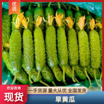河北省昌黎县精品旱黄瓜大量上市物美价廉