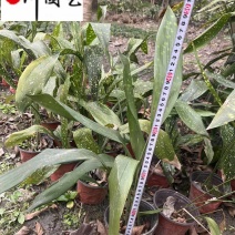 成都苗圃出售一叶兰洒金一叶兰基地批发耐寒常绿量大价