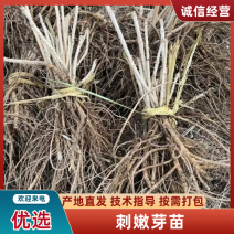 东北刺嫩芽苗刺老苞苗刺春头刺老芽刺嫩芽苗成活率高耐运输