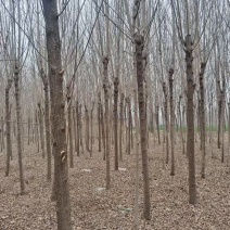基地直发品种纯正白蜡苗白蜡树长期有货包技术服务
