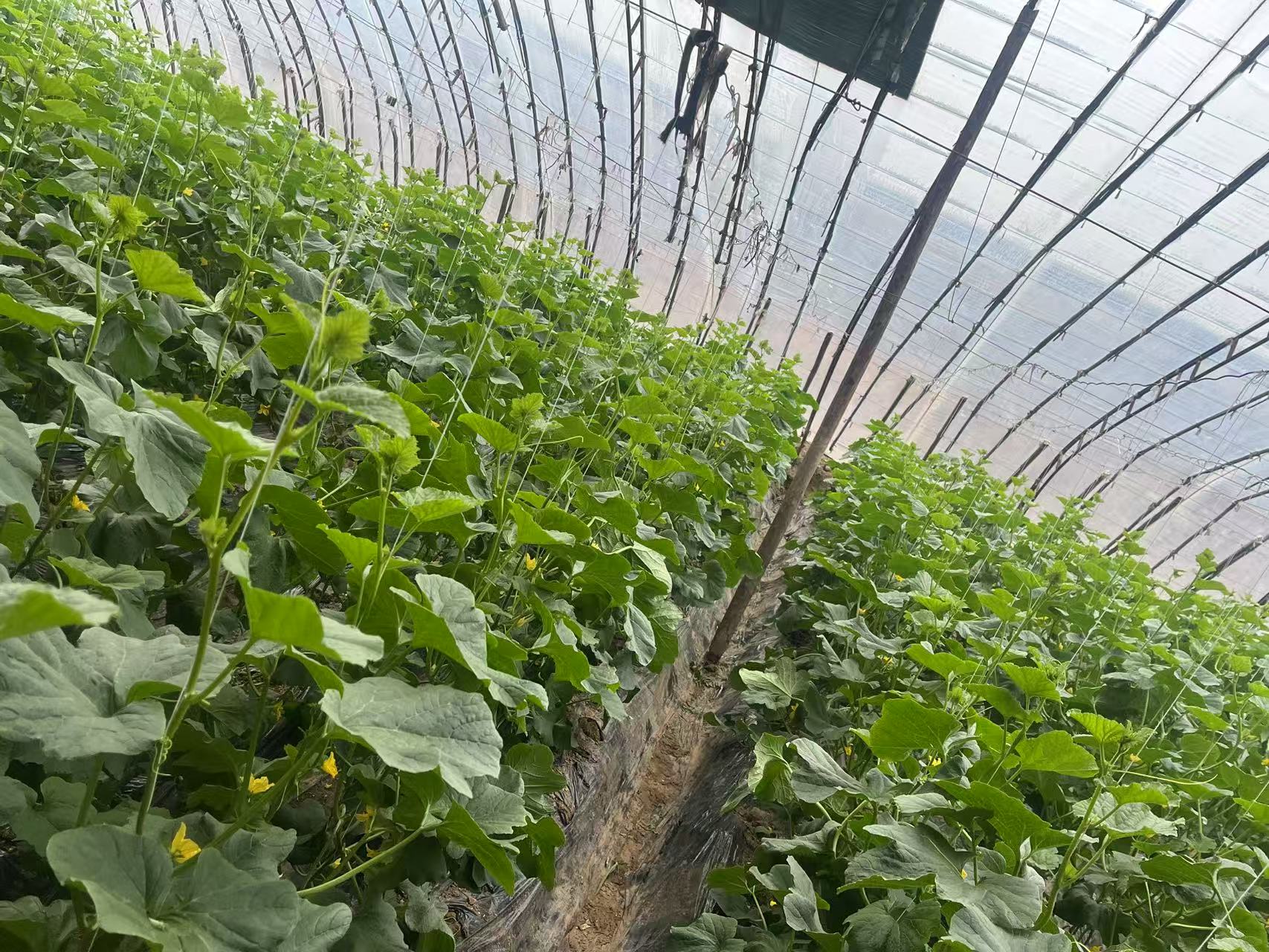 甜瓜盛花期蜜蜂授粉实景