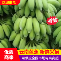 云南河口新鲜芭蕉整车发货、按需做货七到九成熟