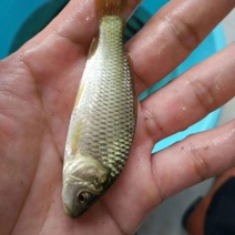 建鲤鱼苗成活率高，可视频看货，可送货上门欢迎咨询