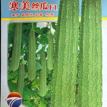 寒美丝瓜种子，耐寒性强，大肉花点丝瓜，结实，结瓜多，采收