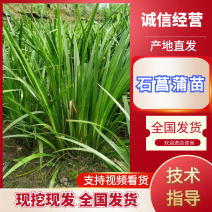 {优质}石菖蒲苗，基地址发，技术指导，全国发货，质量保证