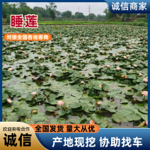 {优质}大量耐寒抗冻睡莲苗精品好苗基地批发欢迎来电