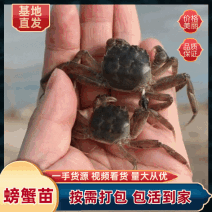 螃蟹苗精品螃蟹苗大小规格种类都有成活率高提供技术指导