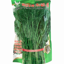 茴香种子木茴香老品种油绿大扁杆耐抽年5-8茬基地品种