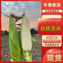 湖北白糯玉米产地直发价格美丽保质保量欢迎咨询选购