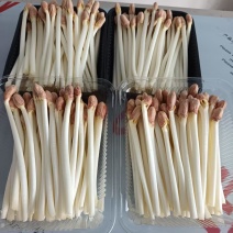 【精品花生芽】河北邢台基地直发质量上乘量大优惠全国发货