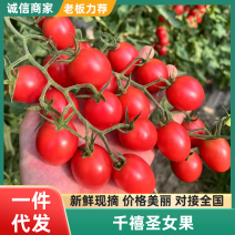 【电商一件代发】【千禧圣女果小番茄】【可对接各大平台】