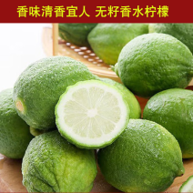 3年杯苗柠檬苗特价处理量大从优产地直发一手货源