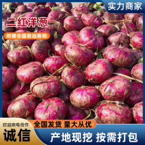河南洋葱开封二红洋葱代收代发代存全国发货
