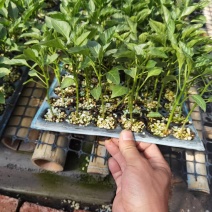 精品辣椒苗基地直发螺丝椒苗提供技术指导可送货上门