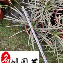 成都银边草苗圃基地直销银边草杯苗沿阶草批发量大价优
