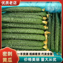 密刺黄瓜大量上市，夏邑产地直发，对接全国市场，欢迎咨询