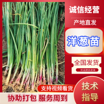 优质二红半高庄洋葱苗子包回收早熟，高产，抗害