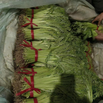 茼蒿河北邯郸茼蒿新鲜供应对接市场商超批发等