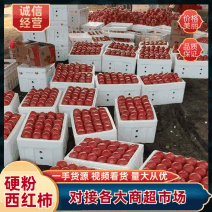【西红柿】河北精品硬粉西红柿果型好硬度高量大从优