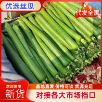 丝瓜鲜花丝瓜上市中支持各种包装瓜条直颜色绿量大优惠