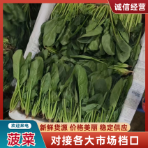 菠菜河北菠菜产地一手货源实力供货按需包装量大优惠