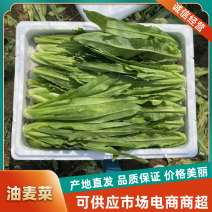 油麦菜邯郸油麦菜常年供应量大优惠对接全国商超市场