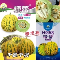 糖蕾甜瓜种子花皮绿肉上糖早露地种植抗裂香瓜种子