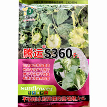 腾运S360油葵种子矮大头大弯头防鸟害不怕雨水耐死棵