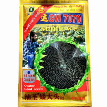 腾运GW7070油葵种子黑籽向日葵春播种植大田种植