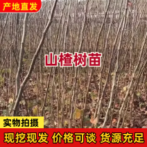 山楂树苗大金星甜红子五棱山楂大棉球黄山楂