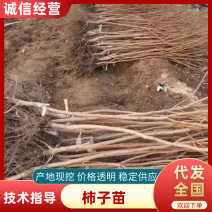 阳丰脆甜柿子树脆甜柿子新东阳柿太秋柿巧克力是