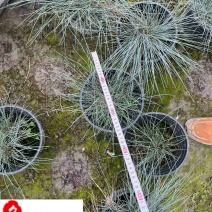 蓝羊茅杯苗批发四川蓝羊茅苗圃基地直供耐寒耐旱地被草花
