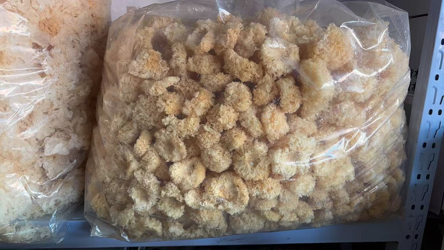 椴木银耳与代料银耳对比图