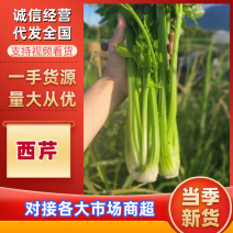 西芹商丘西芹精品芹菜基地直供品质保证代发全国