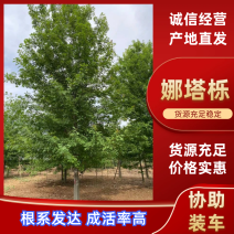 娜塔栎橡树15公分左右规格齐全苗圃直发欢迎咨询