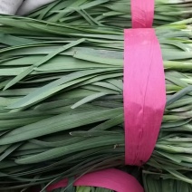 河南平顶山大叶韭菜大量上市产地直发价格美丽欢迎来电